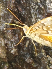 Apaturinae