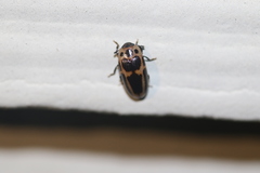 Ischyrus dunedinensis