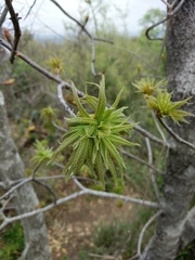 Aesculus glabra arguta