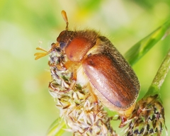 Amphimallon assimile