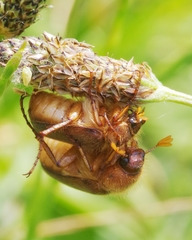 Amphimallon assimile