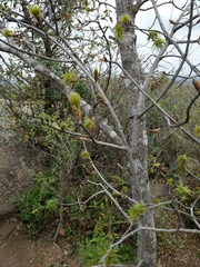 Aesculus glabra arguta