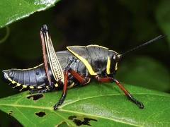 Taeniopoda tamaulipensis