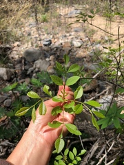 Fraxinus dipetala