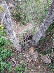 Aesculus glabra arguta