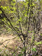 Fraxinus dipetala