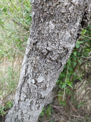 Aesculus glabra arguta