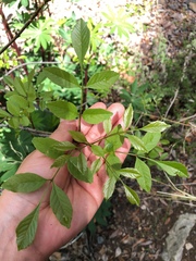Fraxinus dipetala