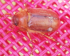 Amphimallon assimile