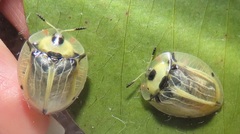 Aspidimorpha puncticosta