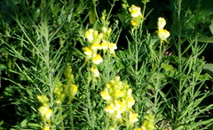 Linaria vulgaris