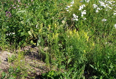 Linaria vulgaris