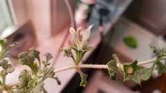 Lagochilus inebrians