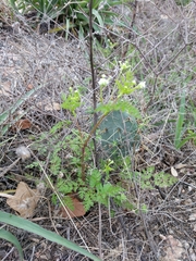 Chaerophyllum tainturieri dasycarpum
