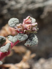 Calyptridium parryi parryi