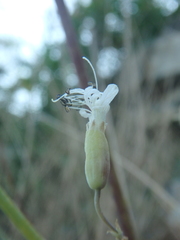 Silene crispata