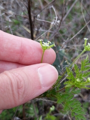 Chaerophyllum tainturieri dasycarpum