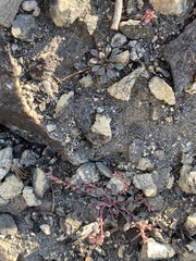 Calyptridium parryi parryi
