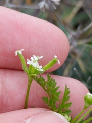 Chaerophyllum tainturieri dasycarpum