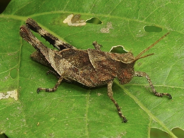 Machaerocera