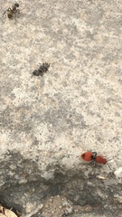 Dasymutilla erythrina