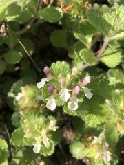Teucrium pyrenaicum pyrenaicum