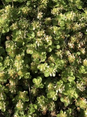 Teucrium pyrenaicum pyrenaicum