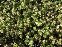 Teucrium pyrenaicum pyrenaicum
