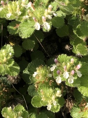 Teucrium pyrenaicum pyrenaicum