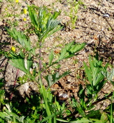 Artemisia vulgaris