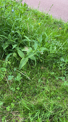 Symphytum officinale