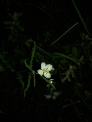 Oenothera tetraptera
