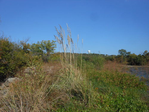 Tripidium