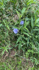 Cichorium intybus