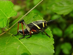 Taeniopoda tamaulipensis