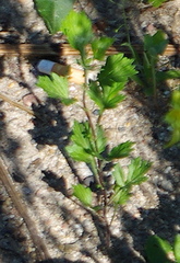 Artemisia vulgaris
