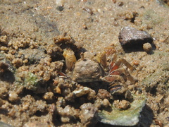 Scopimera intermedia