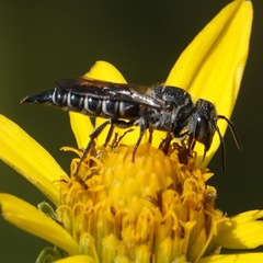 Coelioxys alternatus