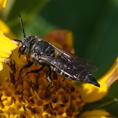 Coelioxys alternatus