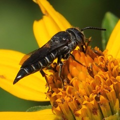 Coelioxys alternatus