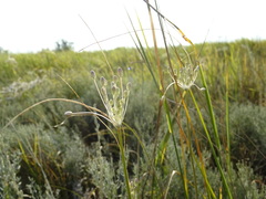 Allium praescissum