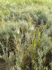 Allium praescissum