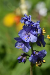 Polemonium caeruleum