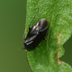 Slaterocoris