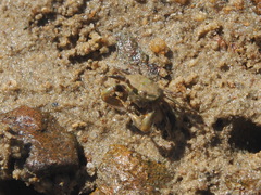 Scopimera intermedia