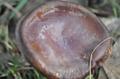 Cortinarius subarcheri