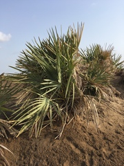 Hyphaene thebaica
