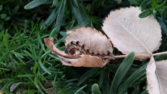 Lepidoptera