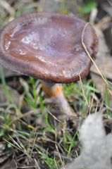 Cortinarius subarcheri