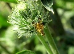 Terellia nigronota